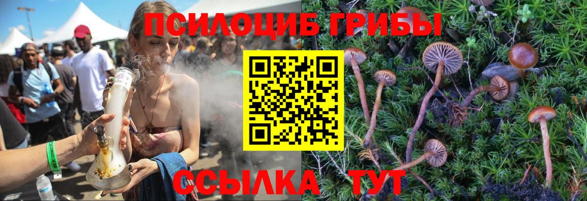 Десногорск  Псилоцибиновые грибы Psilocybe  Вход с VPN 